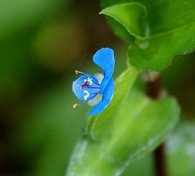 [This is a side view of the bloom such that the stamen extend to the left. The flower has three blue petals and what appears to be a fourth all-white petal. The white petal is approximately the same size as a blue petal. The stamen are blue with some white tips and some purple tips.]